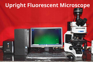 Upright Fluorescent Microscope