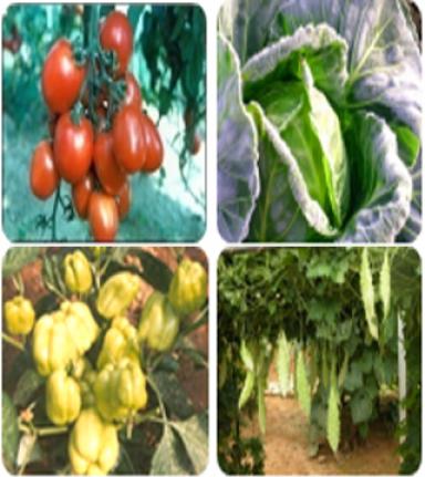 Vegetable Hybrids