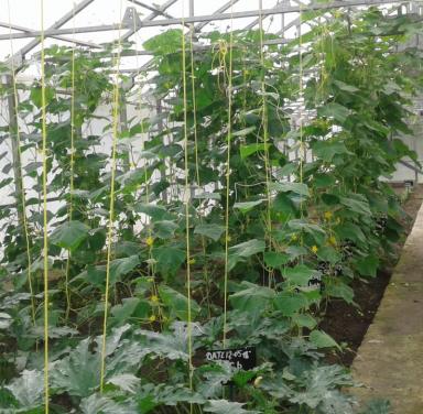 Protected cultivation technologies for vegetables in high altitude areas